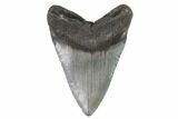 Fossil Megalodon Tooth - South Carolina #93538-2
